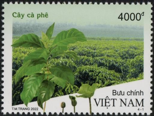 Coffee Plant and Plantation
