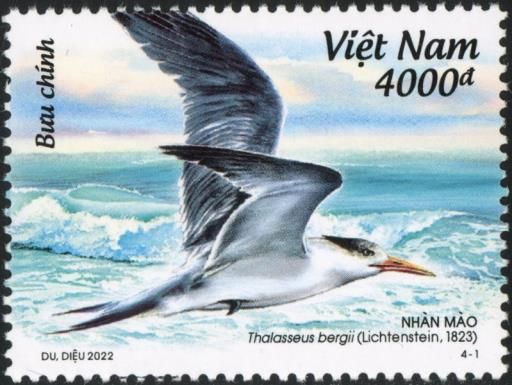 Greater Crested Tern (Thalasseus bergii)