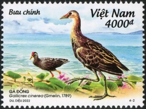Watercock (Gallicrex cinerea)