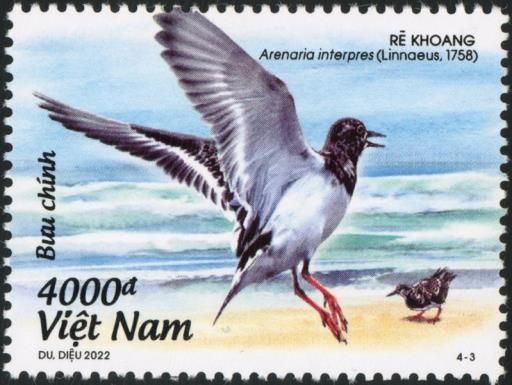 Ruddy Turnstone (Arenaria interpres)