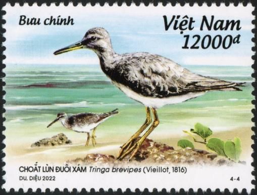Grey-tailed Tattler (Tringa brevipes)