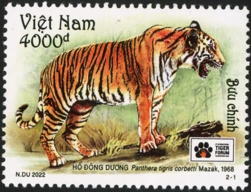 Indochinese Tiger (Panthera tigris corbetti)