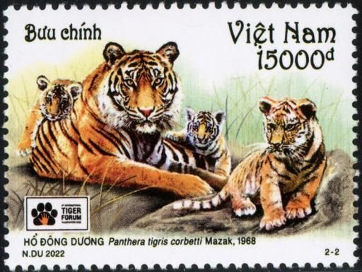 Indochinese Tiger (Panthera tigris corbetti)