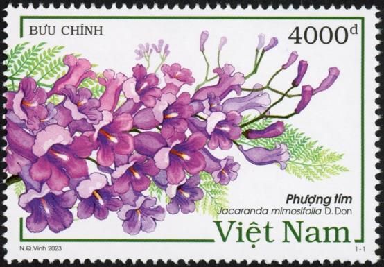 Blue Jacaranda (Jacaranda mimosifolia)