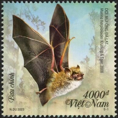 Đà Lạt Tube-nosed Bat (Murina harpioloides)