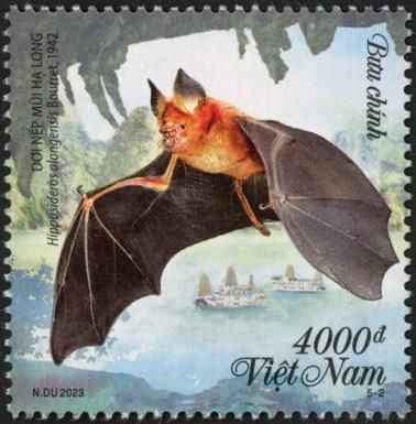 Hạ Long Leaf-nosed Bat (Hipposideros alongensis)