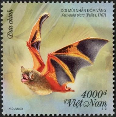 Painted Bat (Kerivoula picta)