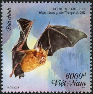Griffin's Leaf-nosed Bat (Hipposideros griffini)