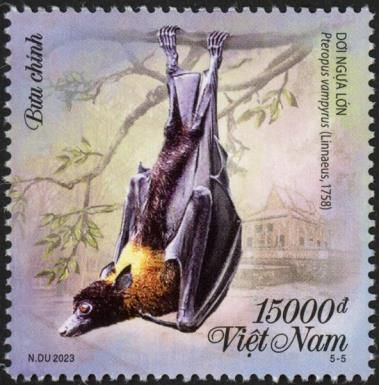 Large Flying Fox (Pteropus vampyrus)