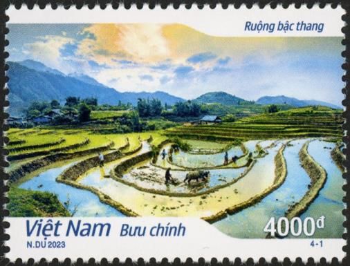 Rice Paddies of Vietnam