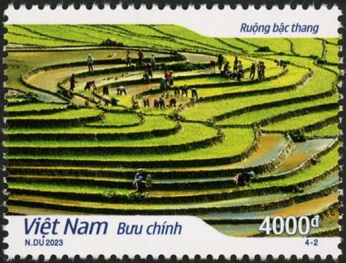 Rice Paddies of Vietnam