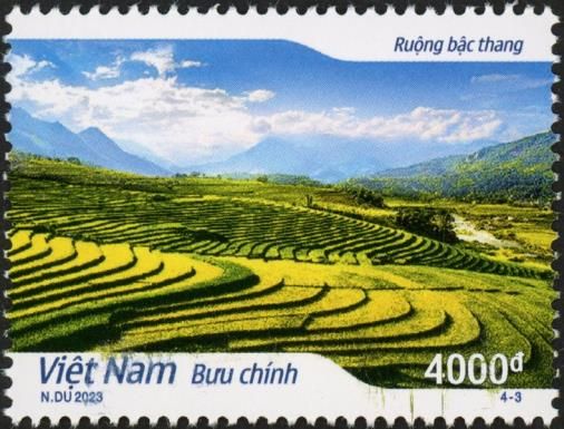 Rice Paddies of Vietnam