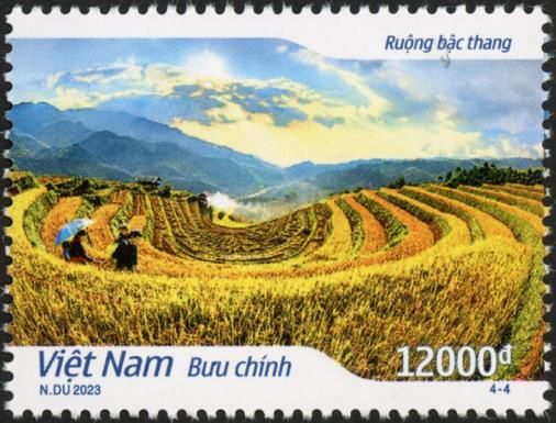 Rice Paddies of Vietnam