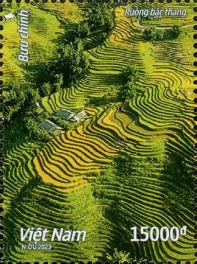 Rice Paddies of Vietnam
