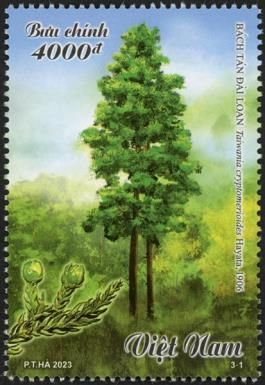 Taiwania cryptomerioides