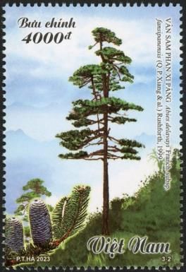 Abies delavayi