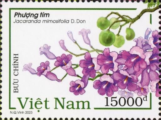 Blue Jacaranda (Jacaranda mimosifolia)