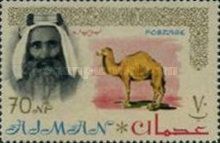 Sheik Rashid and Dromedary (Camelus dromedarius)