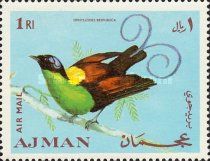 Wilson's Bird-of-paradise (Diphylodes respublica)