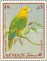 Yellow-crowned Amazon (Amazona ochrocephala)