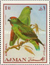 Moluccan Hanging Parrot (Loriculus amabilis)
