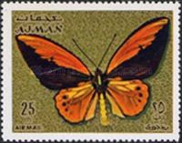 Wallace's Golden Birdwing (Ornithoptera croesus)