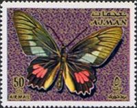 Lysander Cattleheart (Parides lysander)