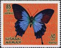 Ulysses Butterfly (Papilio ulysses)