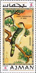 Japanese Sparrowhawk (Accipiter gularis)