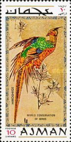 Golden Pheasant (Chrysolophus pictus)