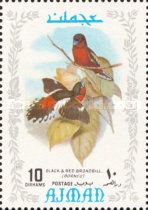 Black-and-red Broadbill (Cymbirhynchus macrorhynchos)