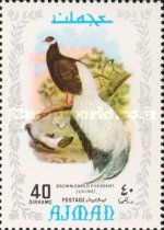 Brown Eared-Pheasant (Crossoptilon mantchuricum)