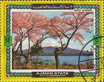 Cherry Blossoms