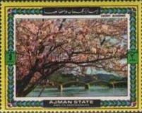 Cherry Blossoms