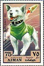 "Belka" (Canis lupus familiaris)