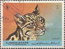 Ocelot (Leopardus pardalis)