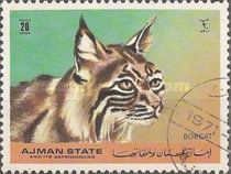Bobcat (Lynx rufus)