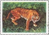 Tiger (Panthera tigris)