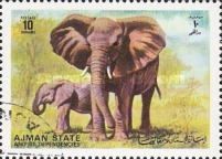 African Elephant (Loxodonta africana)