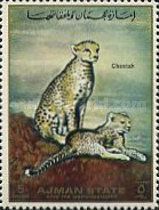 Cheetah (Acinonyx jubatus)