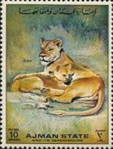 Lion (Panthera leo)