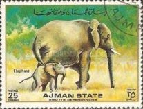 African Elephant (Loxodonta africana)