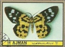 False Tiger Moth (Dysphania militaris)