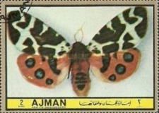 Garden Tiger Moth (Arctia caja)