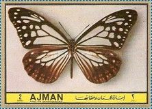 Tiger Butterfly (Danaus tytia)