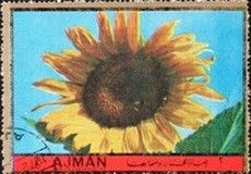 Sunflower (Helianthus annuus)