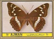 Poplar Admiral (Limenitis populi)