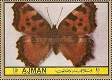 Large Tortoiseshell (Nymphalis polychloros)