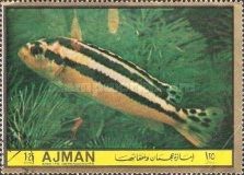 Pseudotropheus auratus