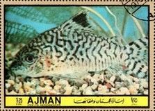 Corydoras
